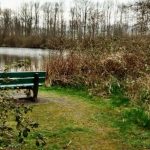 A forest green bench by a pond with bushes and trees in the distance.