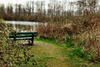 A forest green bench by a pond with bushes and trees in the distance.