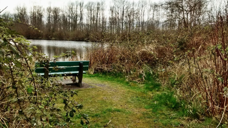 A forest green bench by a pond with bushes and trees in the distance.