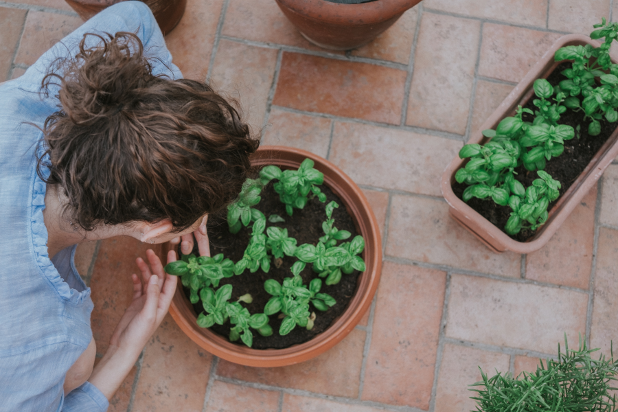 a lady leaning over a pot of basil.