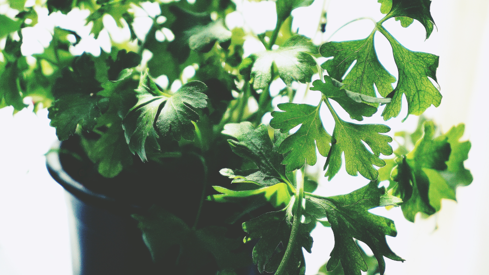 fresh parsley in a pot