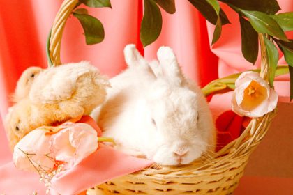 easter basket with a bunny inside and chicks around