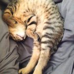 sleeping kitten