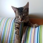 kitten on top of a couch