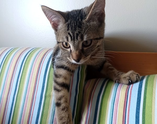 kitten on top of a couch