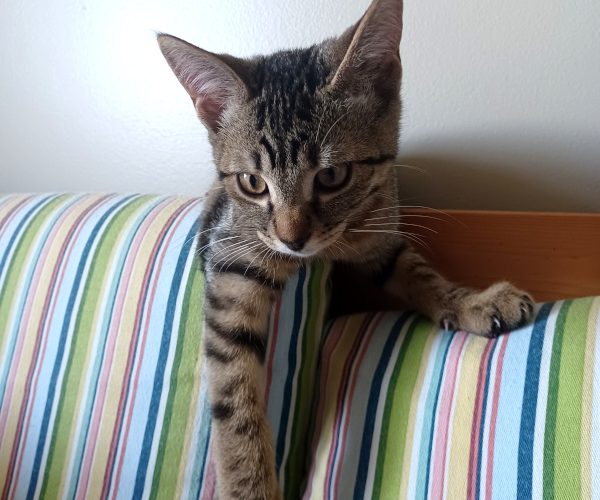 kitten on top of a couch